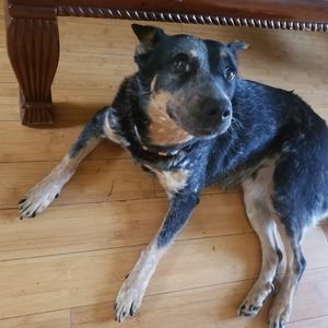 Meet your Posher, Diann